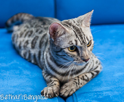 Bengal silber rosetted